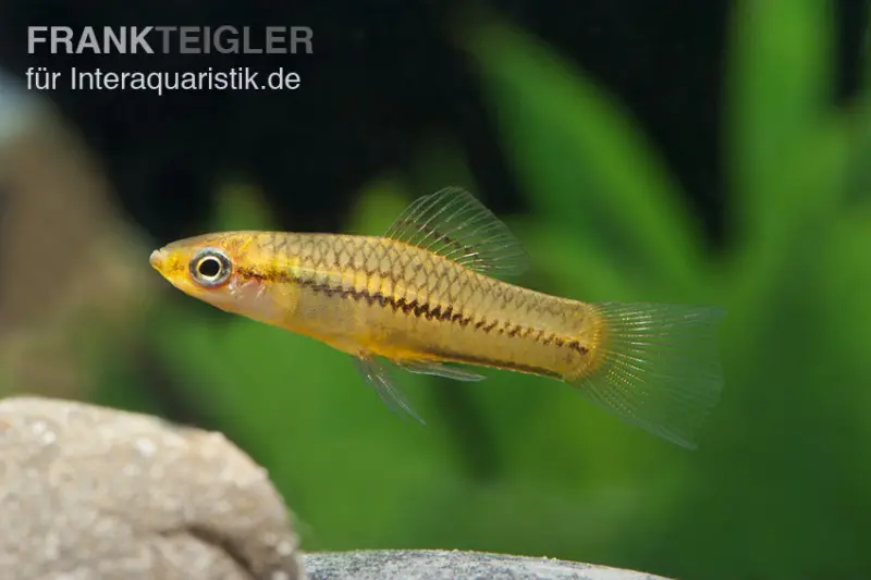 Porte-épée nain, Xiphophorus pygmaeus