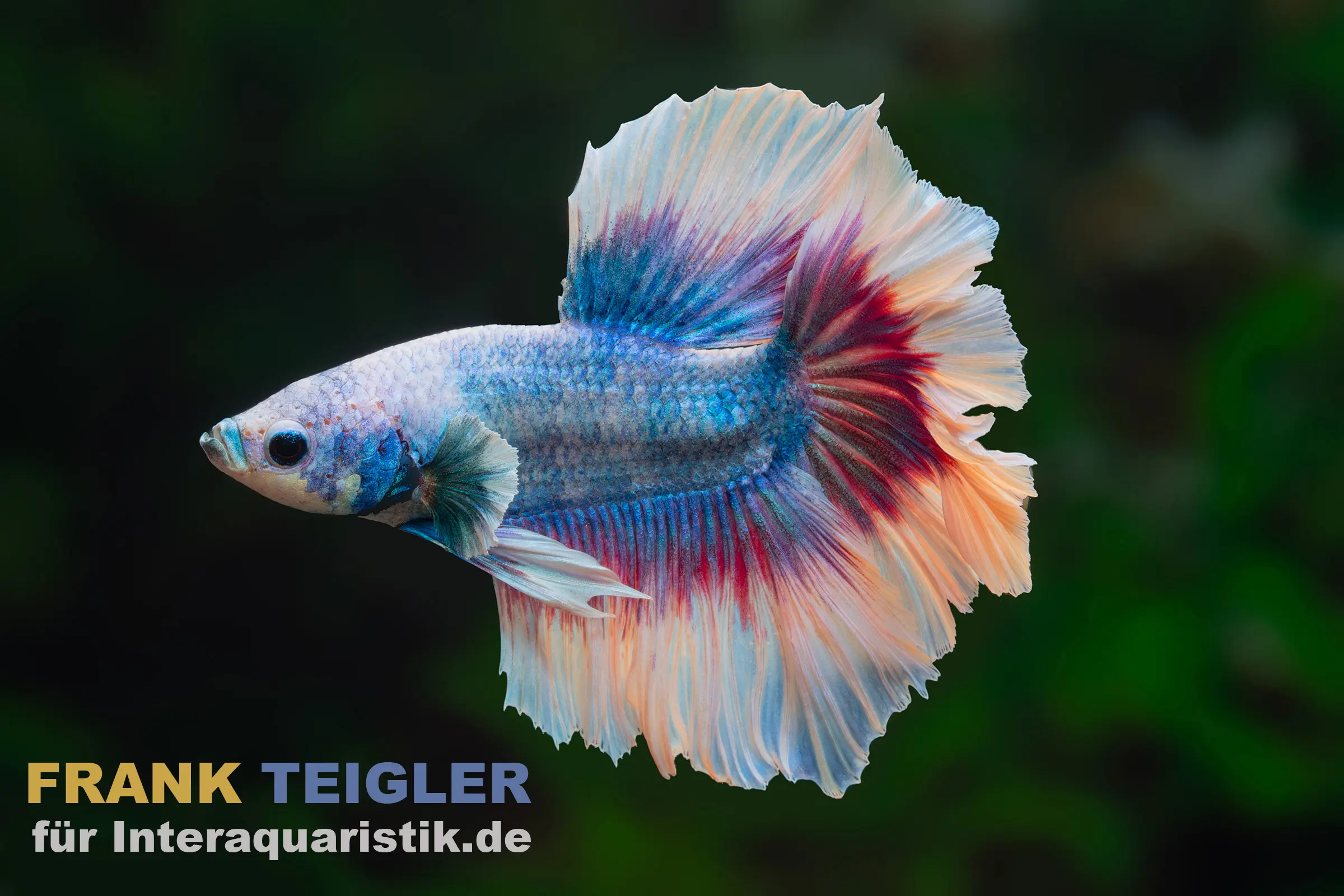Seitliche Nahaufnahme eines männlichen Halfmoon Kampffischs ‚Mask Blue‘ (Betta splendens) mit intensiv blauem Körper und großen halbmondförmigen Flossen in Blau, Rot und Creme, dekorative Zuchtform für stilvolle Gesellschaftsaquarien
