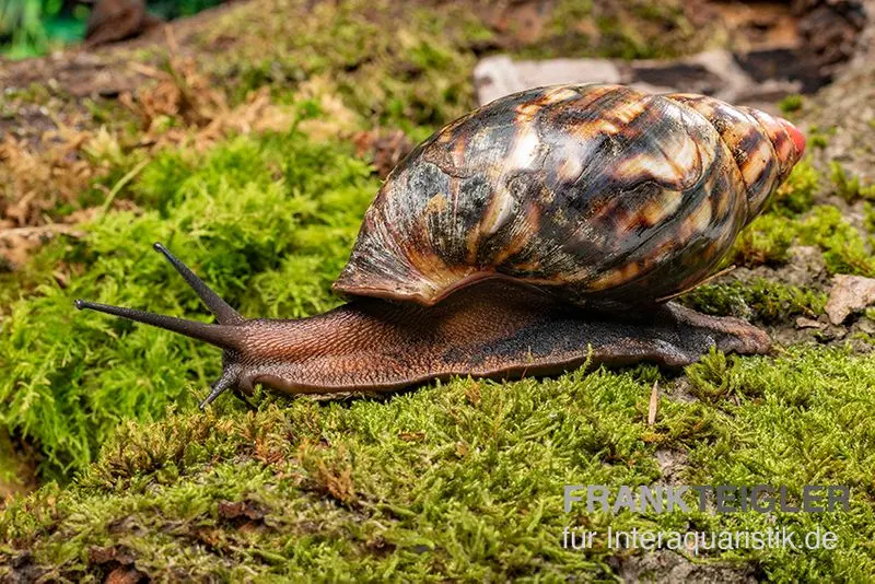 Escargot géant africain velours, Archachatina marginata suturalis « Ikom »