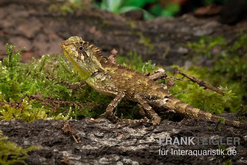 Agame à tête anguleuse de Kuhl, Gonocephalus kuhlii