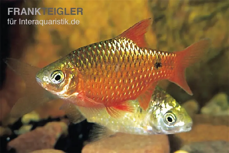 Barbus rosé rouge, Puntius conchonius (Pethia conchonius)