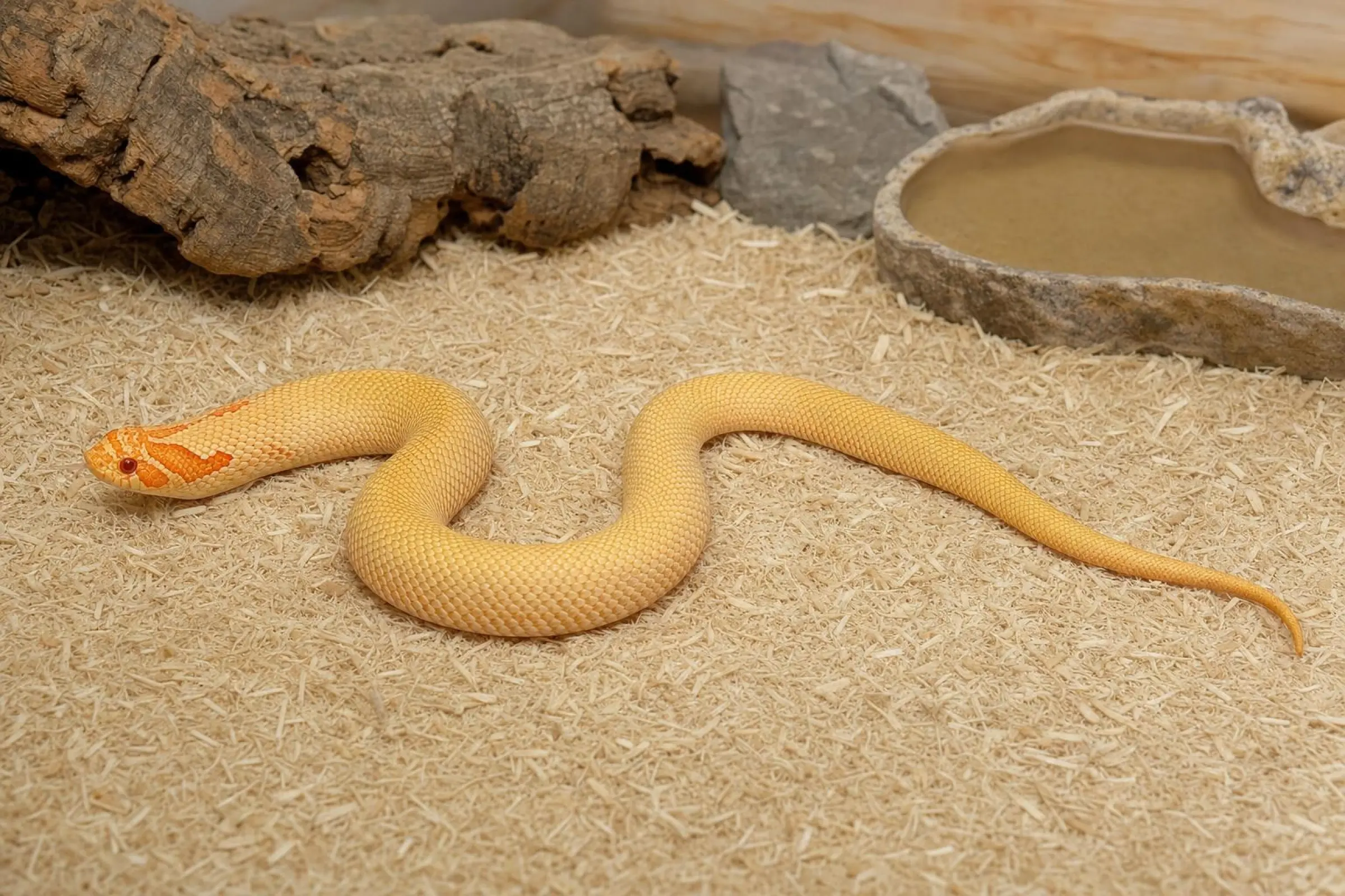 Couleuvre à nez retroussé occidentale « Albino Conda », Heterodon nasicus