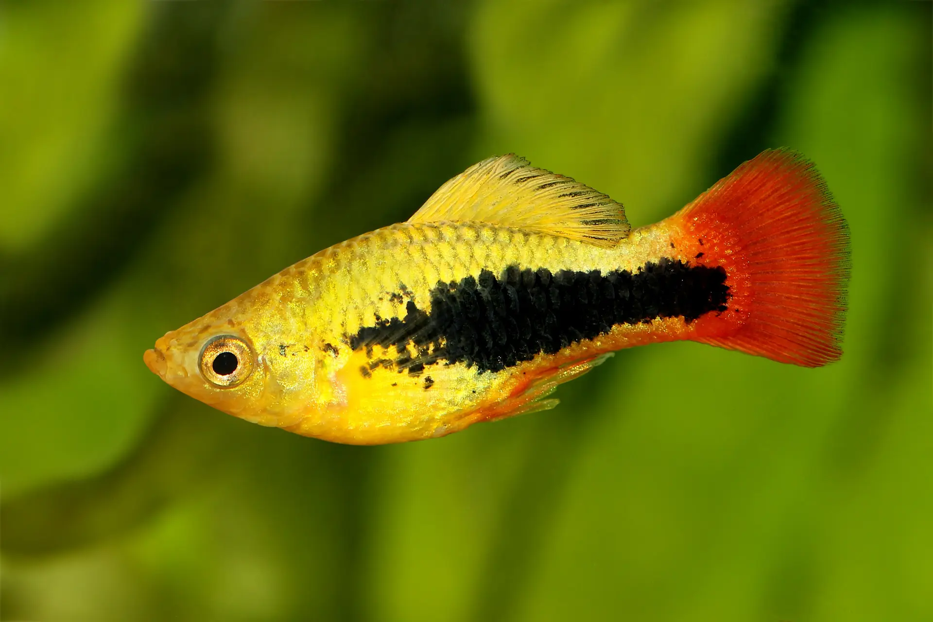 Platy perroquet hawaïen, Xiphophorus variatus