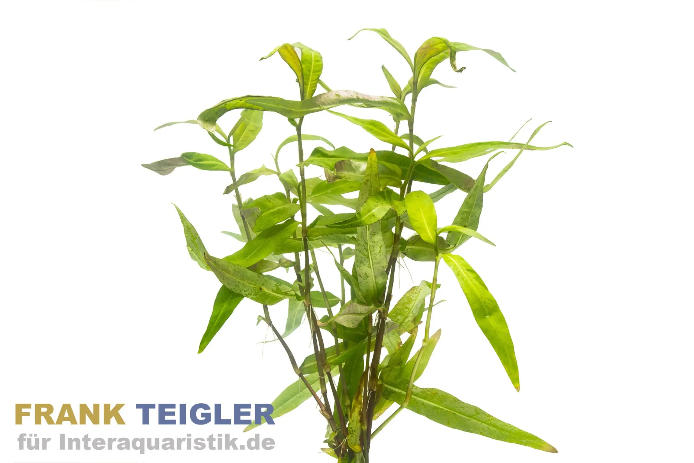 Renouée aquatique rouge foncé, Polygonum sp. Sao Paulo, botte