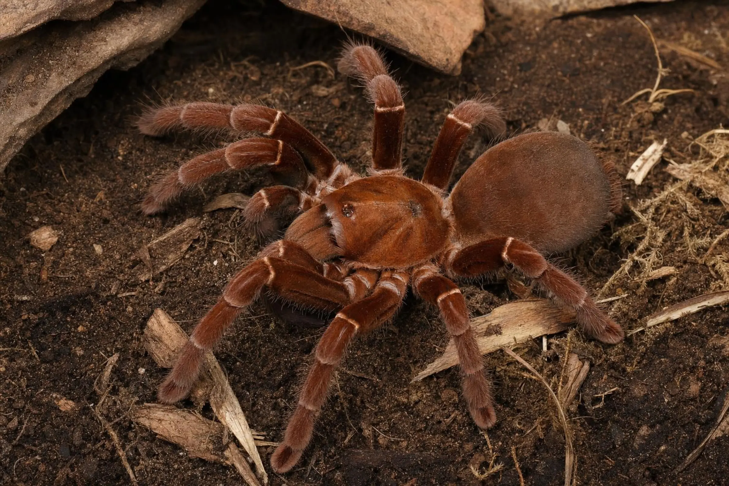 Mygale géante du Kenya, Pelinobius muticus