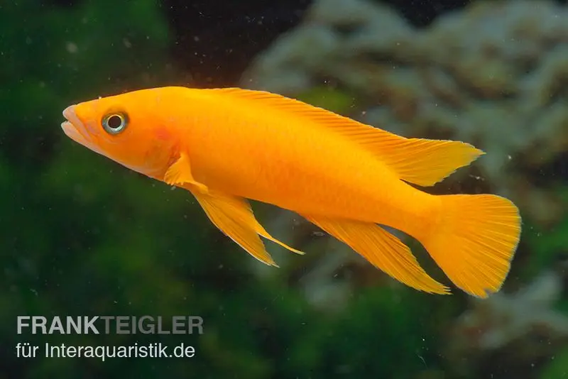Cichlidé doré du Tanganyika Top Orange, Neolamprologus leleupi Top Orange