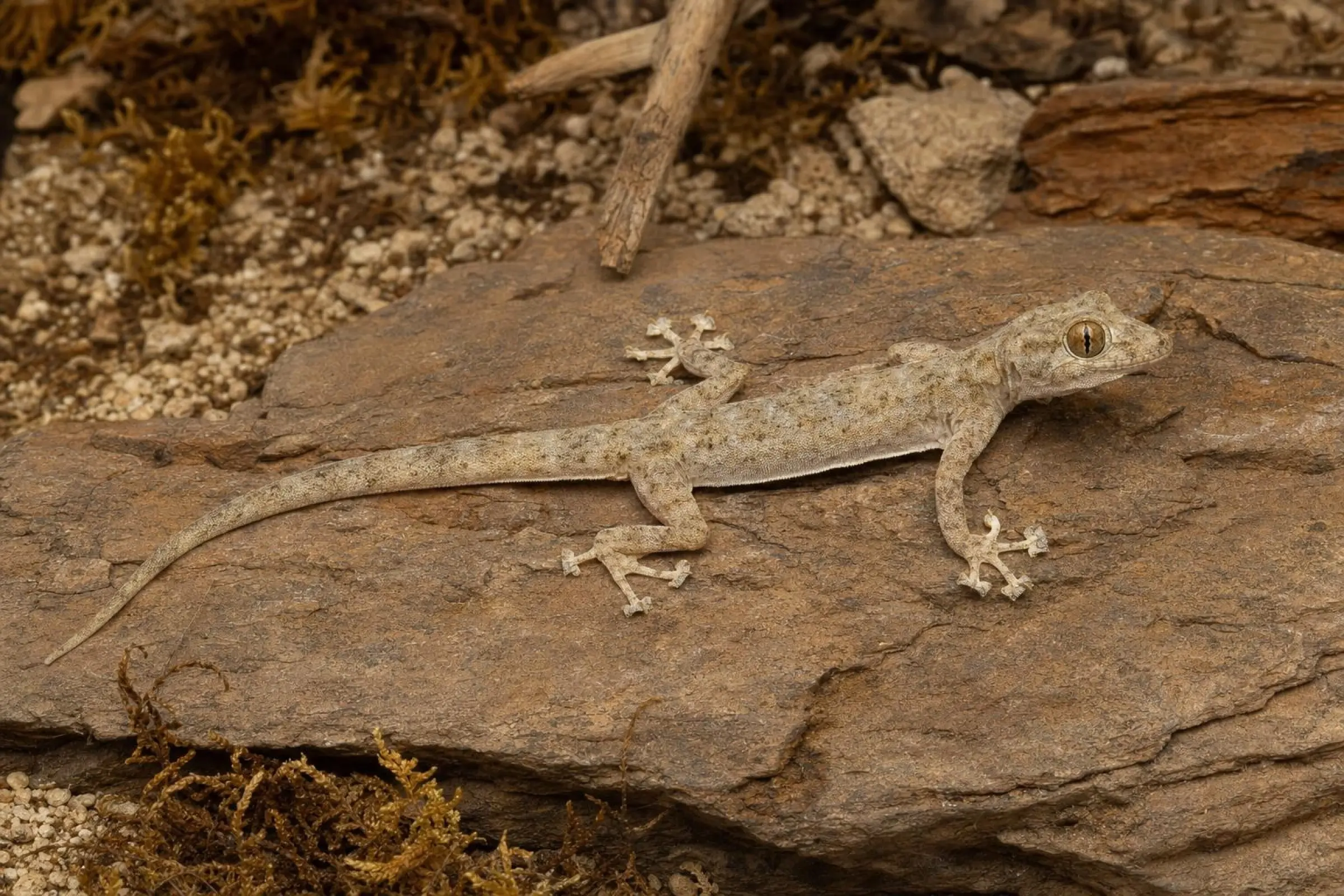 Gecko à doigts en éventail de Hasselquist, Ptyodactylus hasselquistii