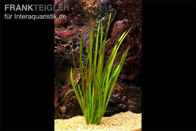 Vallisnérie géante, Vallisneria australis, en pot