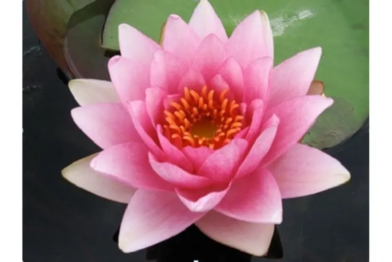 Nénuphar rose, Nymphaea madam
