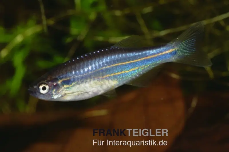 Danio insulaire, Danio kerri