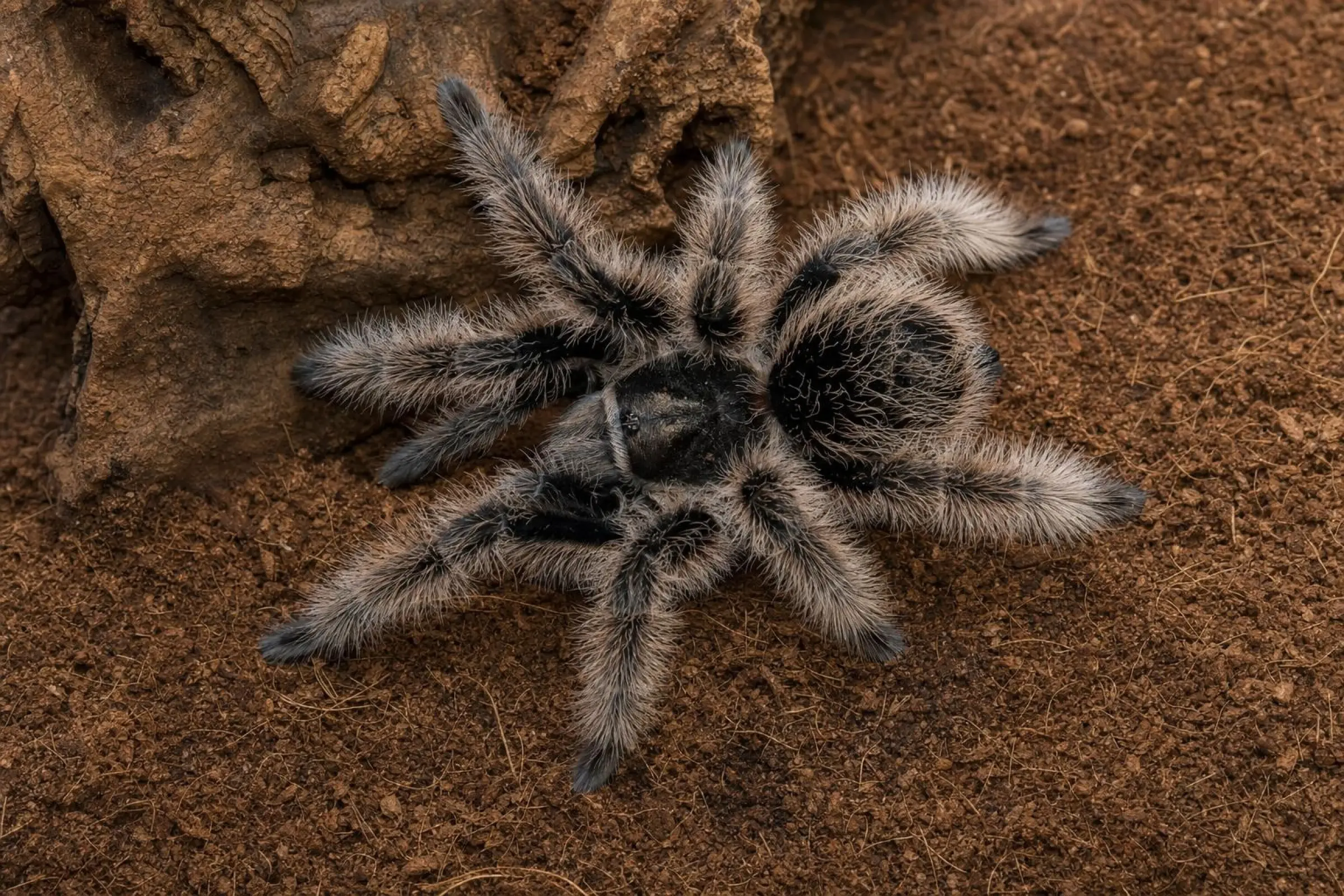 Mygale à poils frisés « Nicaragua », Tliltocatl albopilosus