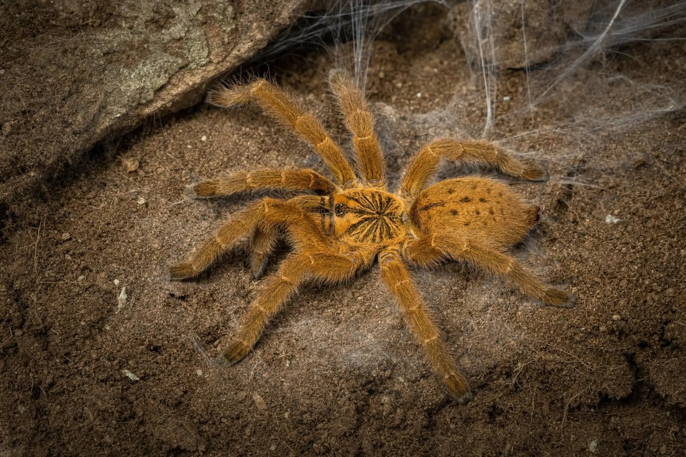 Mygale d’Usambara, Pterinochilus murinus