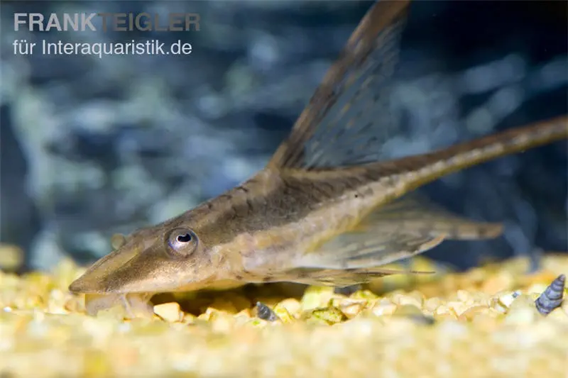 Poisson-chat esturgeon, Sturisoma aureum, 8-10 cm (poisson-chat à barbillons dorés)