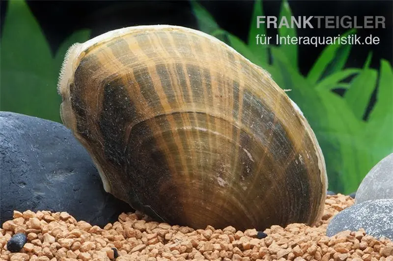 Moule d’étang, Anodonta cygnea, (eau froide), différentes tailles