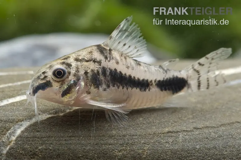 Corydoras nain damier, Corydoras habrosus