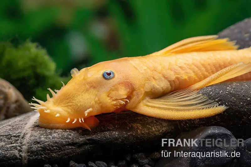 Pléco ancistrus jaune, Ancistrus sp. blue eye, L144, 3-4 cm