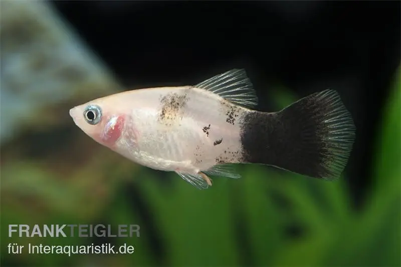 Platy panda, Xiphophorus maculatus