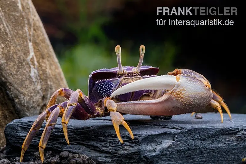 Crabe violoniste européen, Uca tangeri