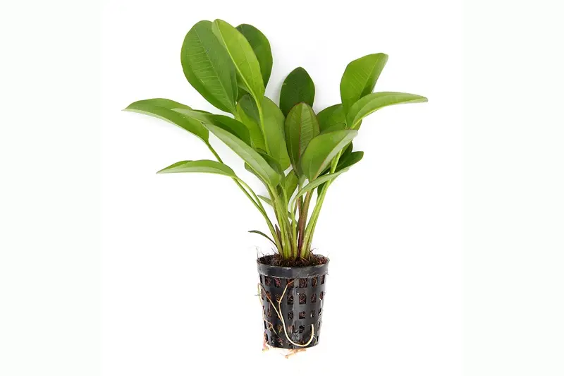 Echinodorus « Kleiner Bär », en pot