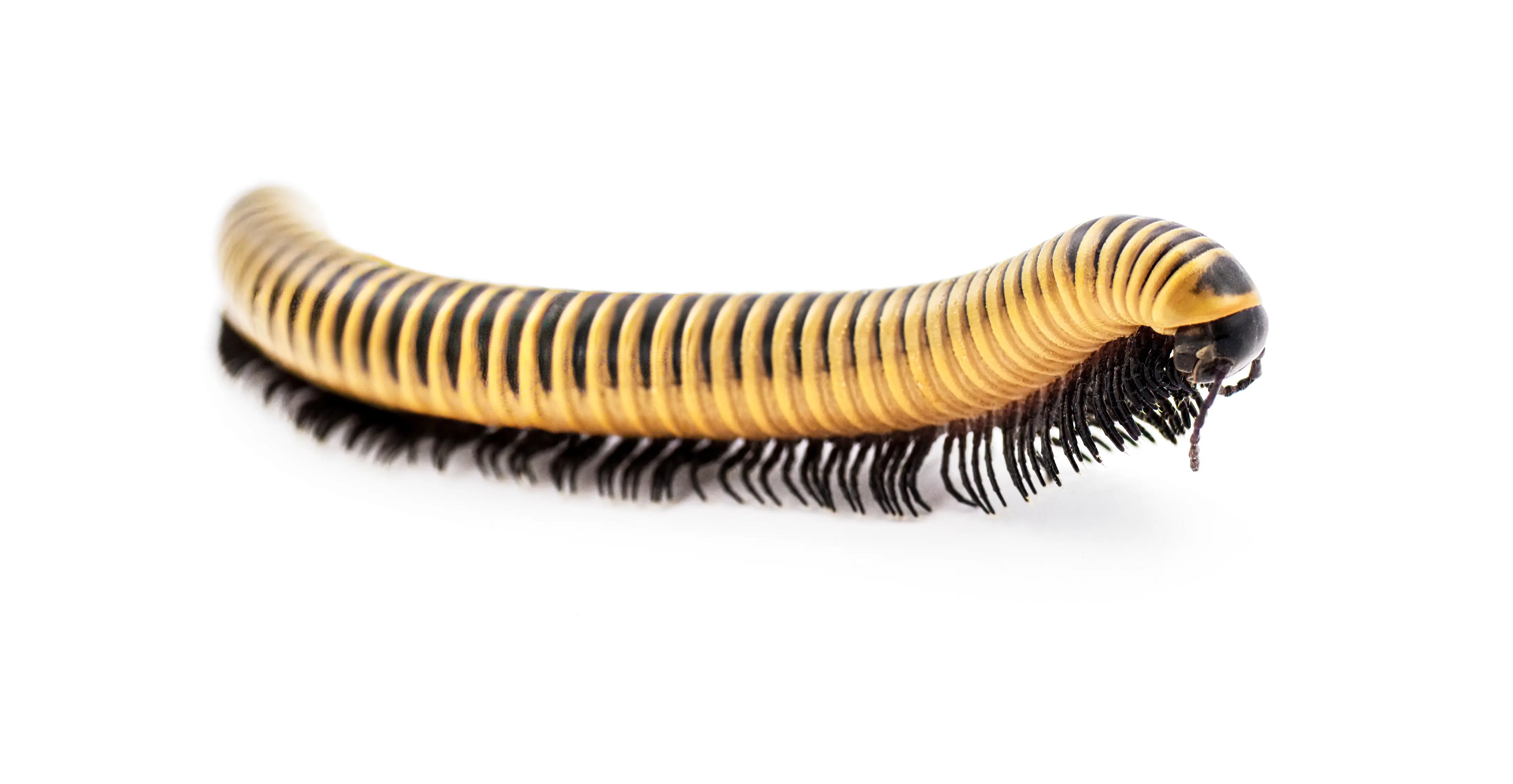 Mille-pattes ivoire de Floride, Chicobolus spinigerus