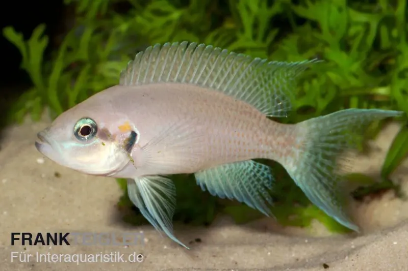 Cichlidé fée, Neolamprologus brichardi