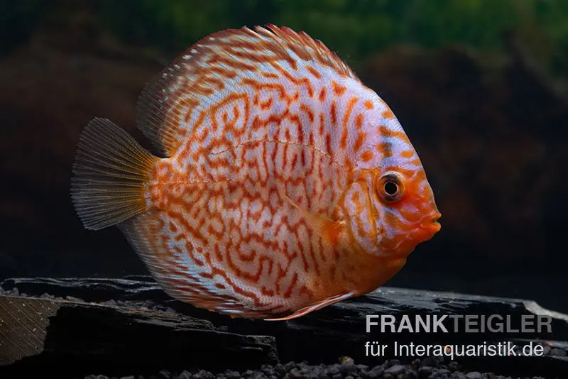 Discus élevage asiatique, Symphysodon discus Snake Skin Red spotted
