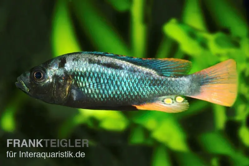 Cichlidé braise, Astatotilapia nubila