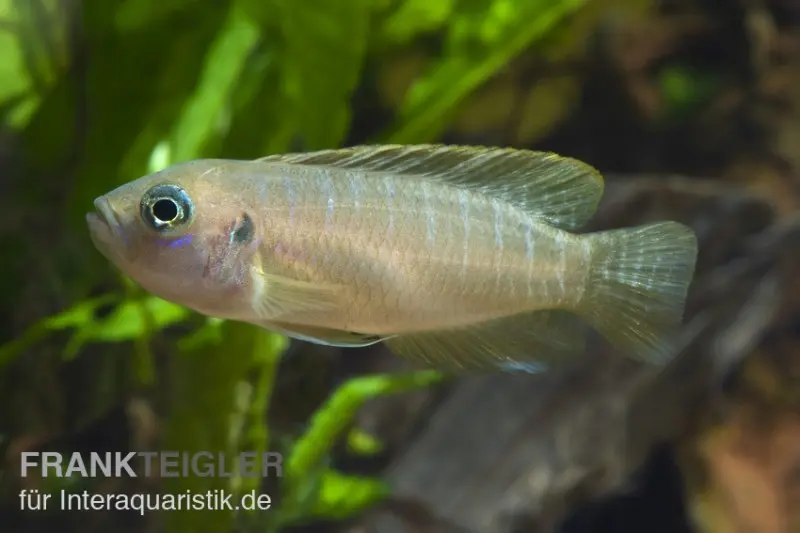 Cichlidé conchylicole zébré, Neolamprologus brevis Congo, élevage allemand