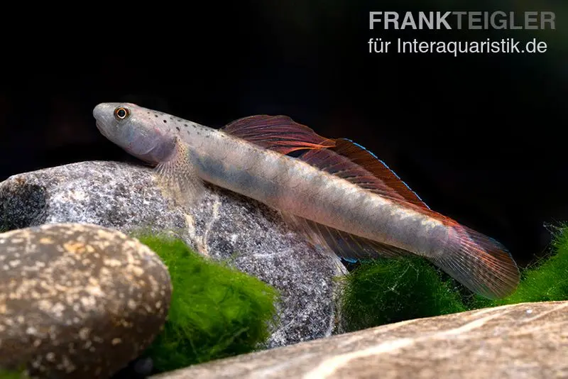 Gobie à nageoires orange, Stiphodon maculidorsalis, 1 couple
