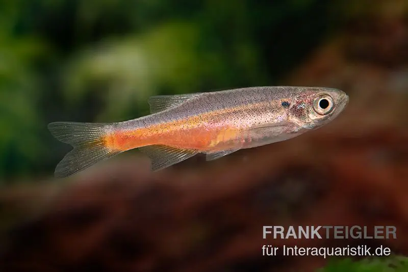 Danio à ligne de feu, Danio sondhii (Devario sondhii)