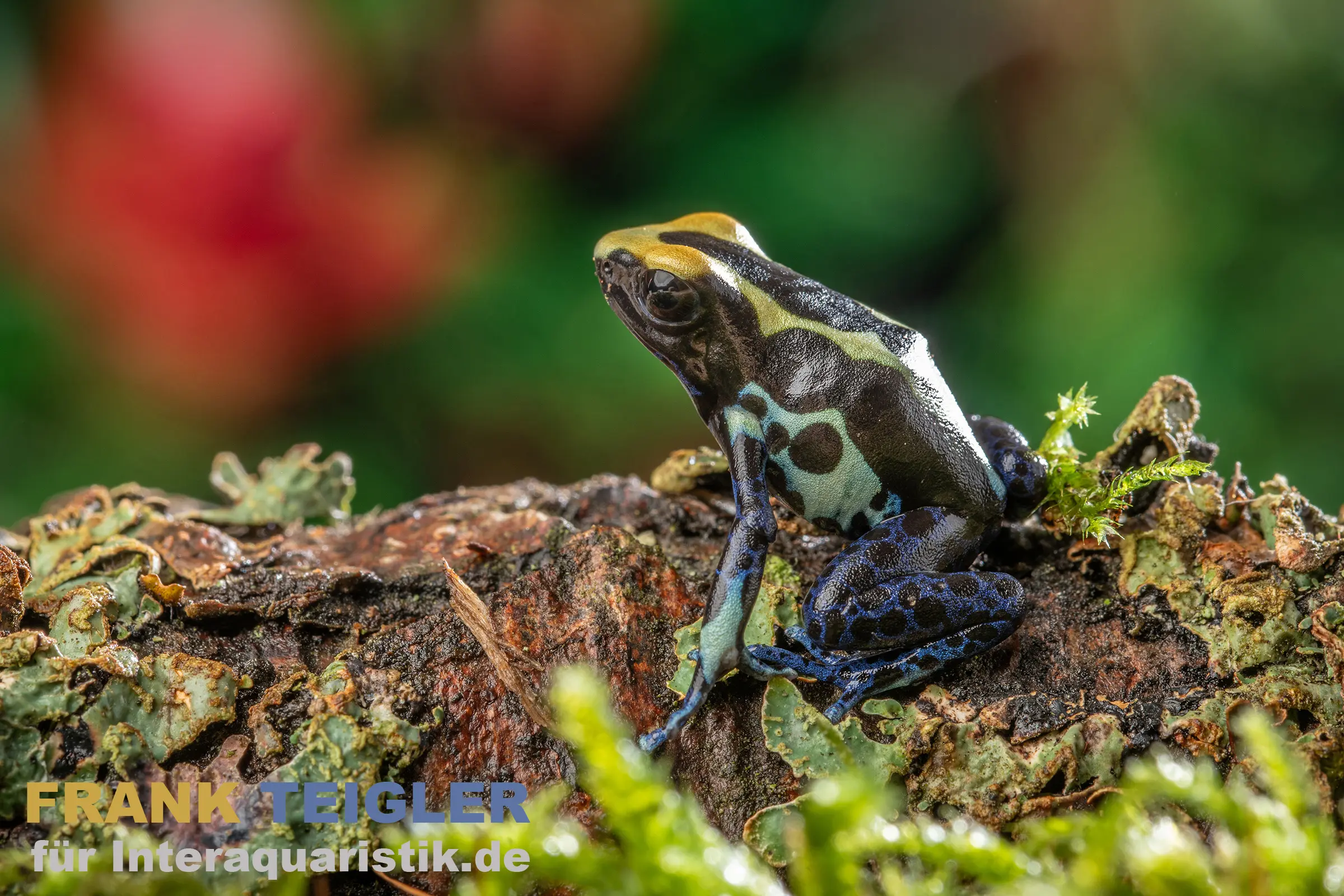 Grenouille colorée Natascha, Dendrobates tinctorius Natascha