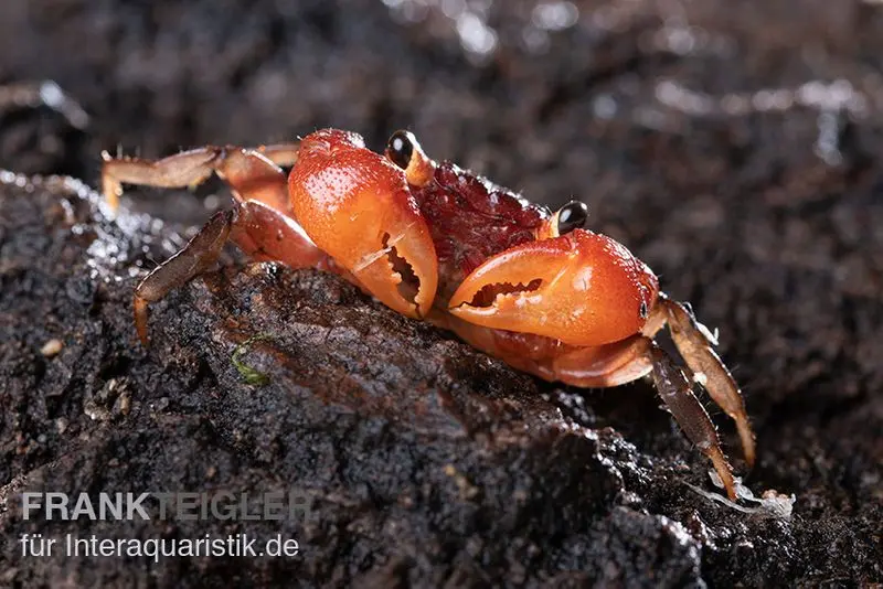 Crabe vampire aux pinces incandescentes, Geosesarma penangense