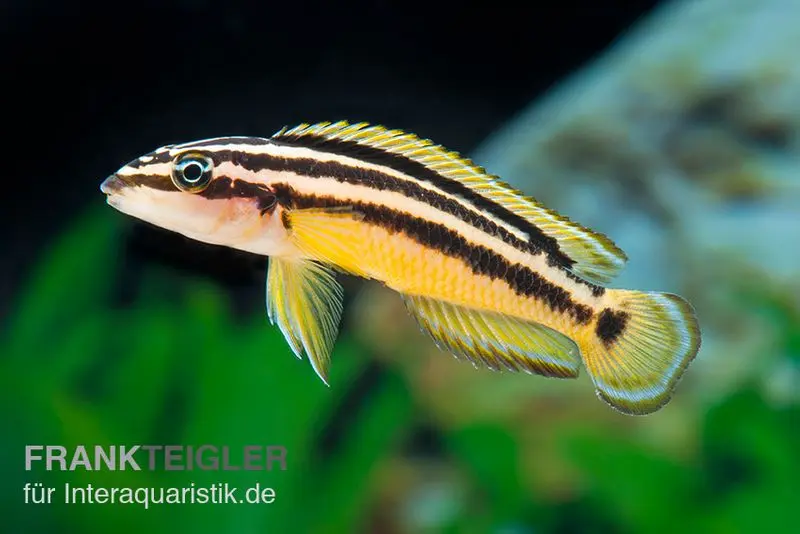Cichlidé élancé rayé, Julidochromis ornatus YELLOW, élevage allemand