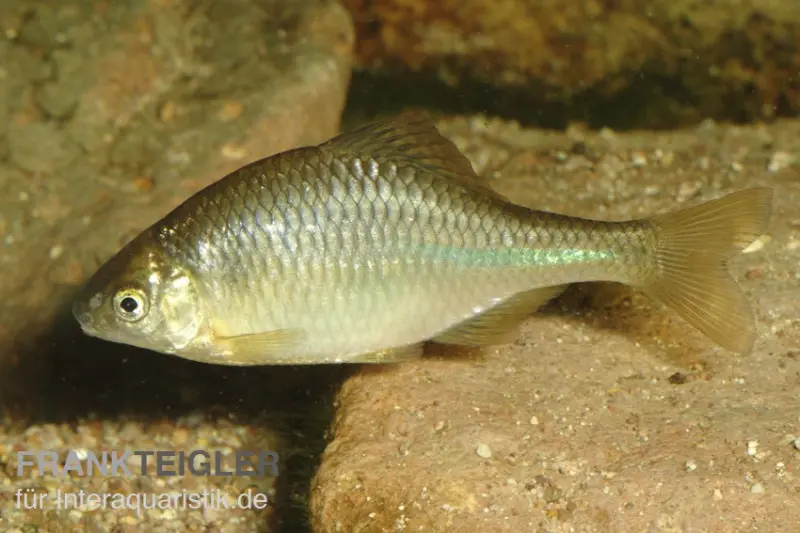 Bouvière dorée, Rhodeus amarus, 4-8 cm (eau froide)