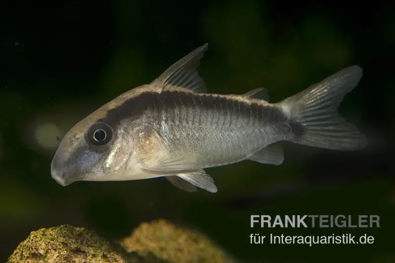 Corydoras fuselé, Corydoras arcuatus
