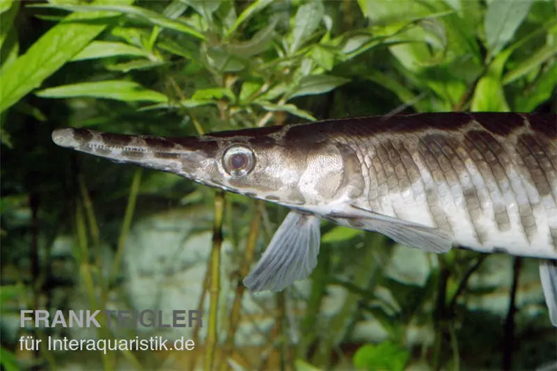 Lépisostée tacheté, poisson caïman, Lepisosteus oculatus