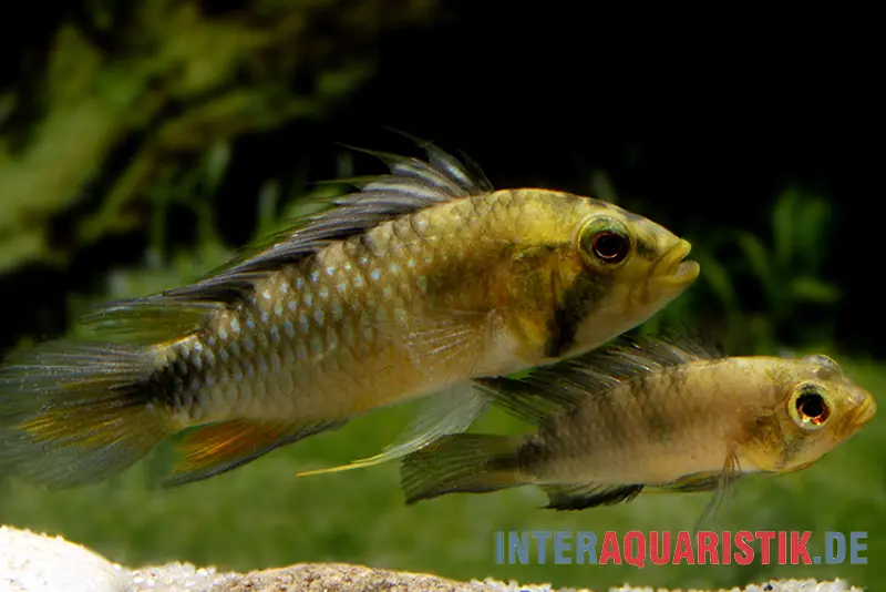 Cichlidé nain arlequin, Apistogramma rositae