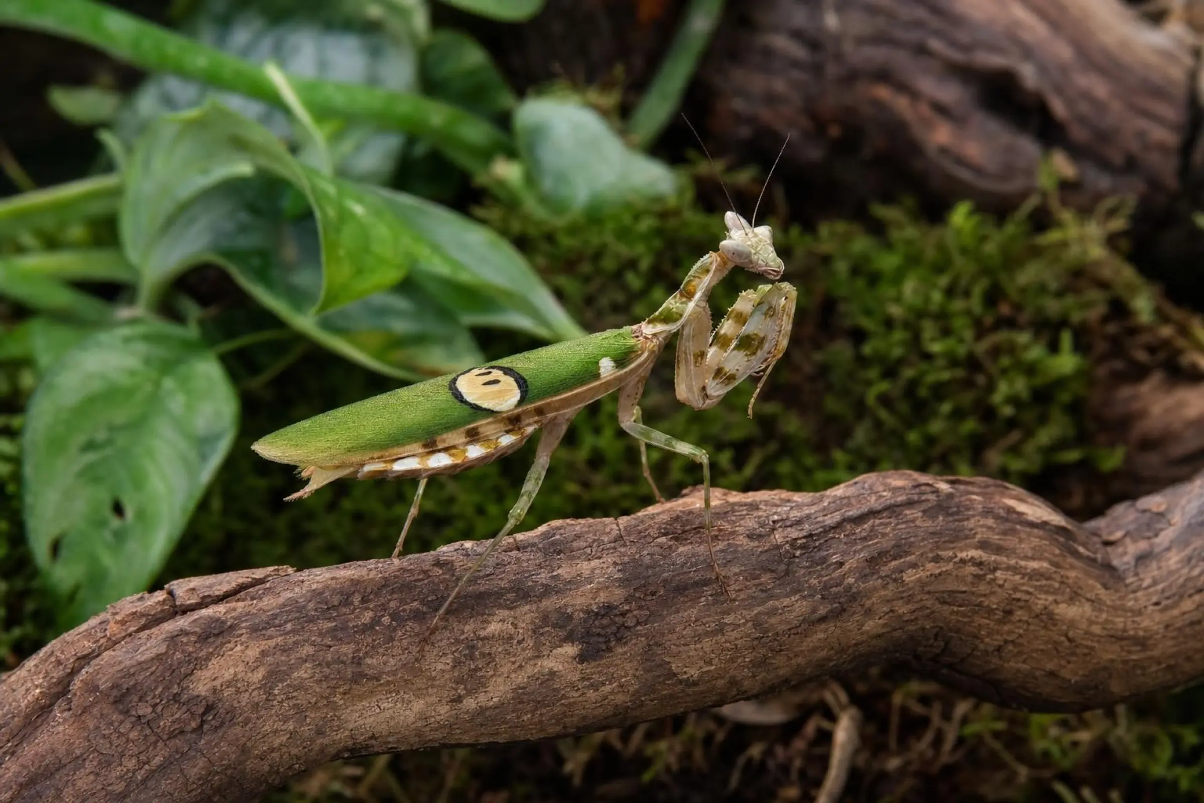 Mante religieuse fleur du Yunnan, Creobroter spec. Yunnan