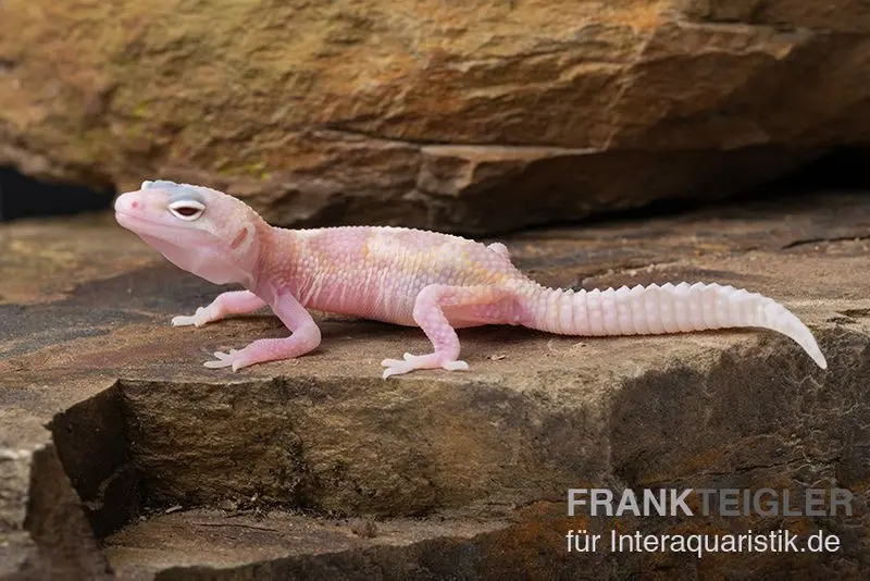 Gecko léopard, Eublepharis macularius, TREMPER ALBINO MACK SNOW RAPTOR