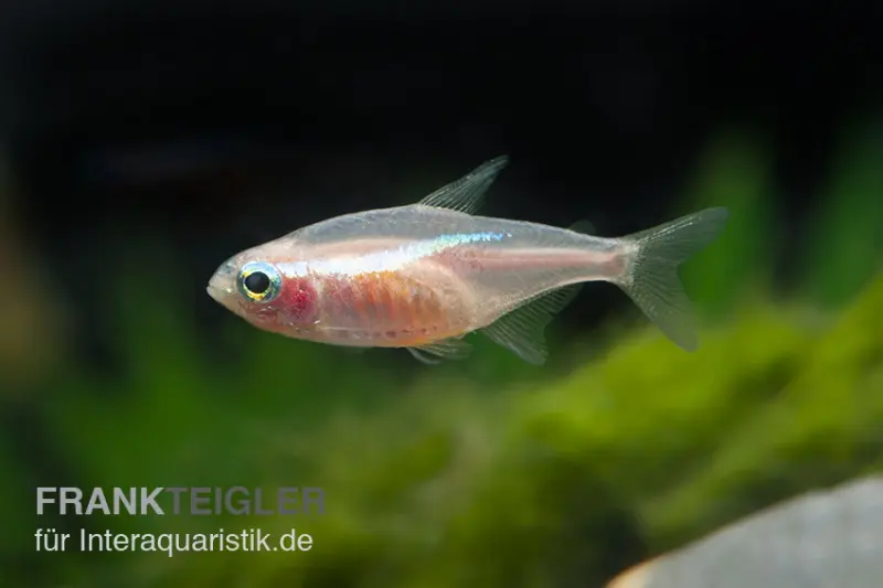 Néon "Gold", Paracheirodon innesi
