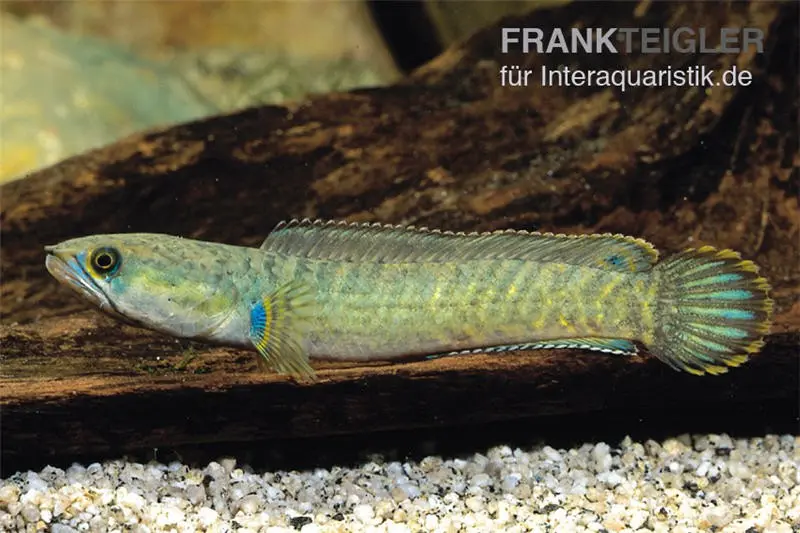 Tête-de-serpent grenouille, Channa gachua