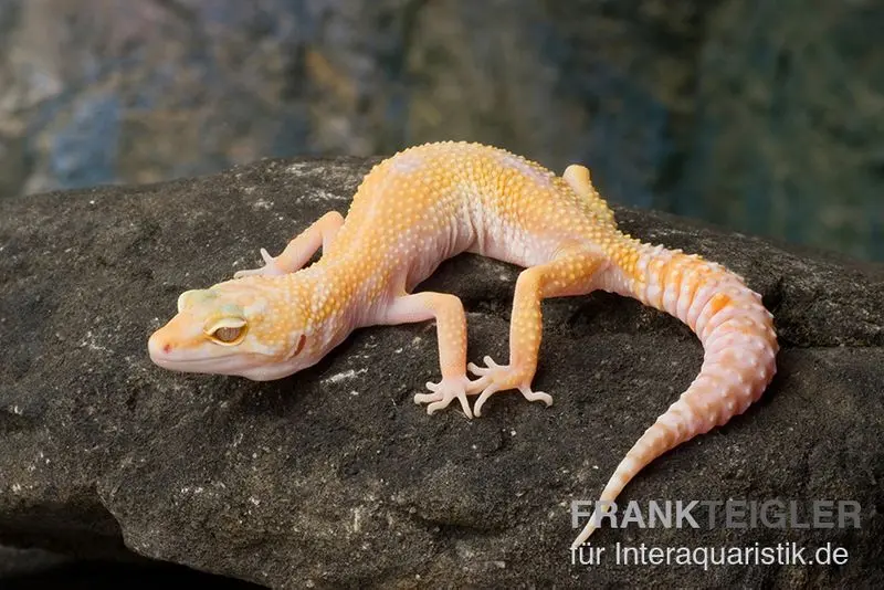 Gecko léopard, Eublepharis macularius, SUNGLOW