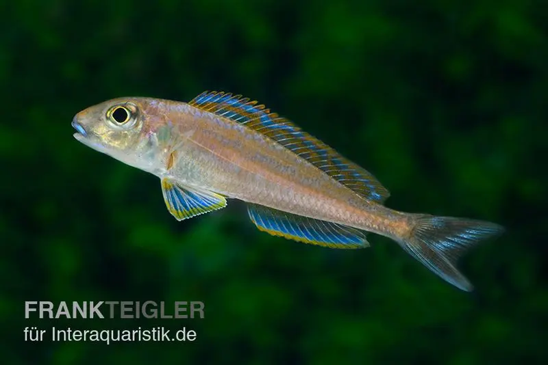 Cichlidé des sables Burundi Bleu, Xenotilapia bathyphilus Burundi Blue, élevage allemand