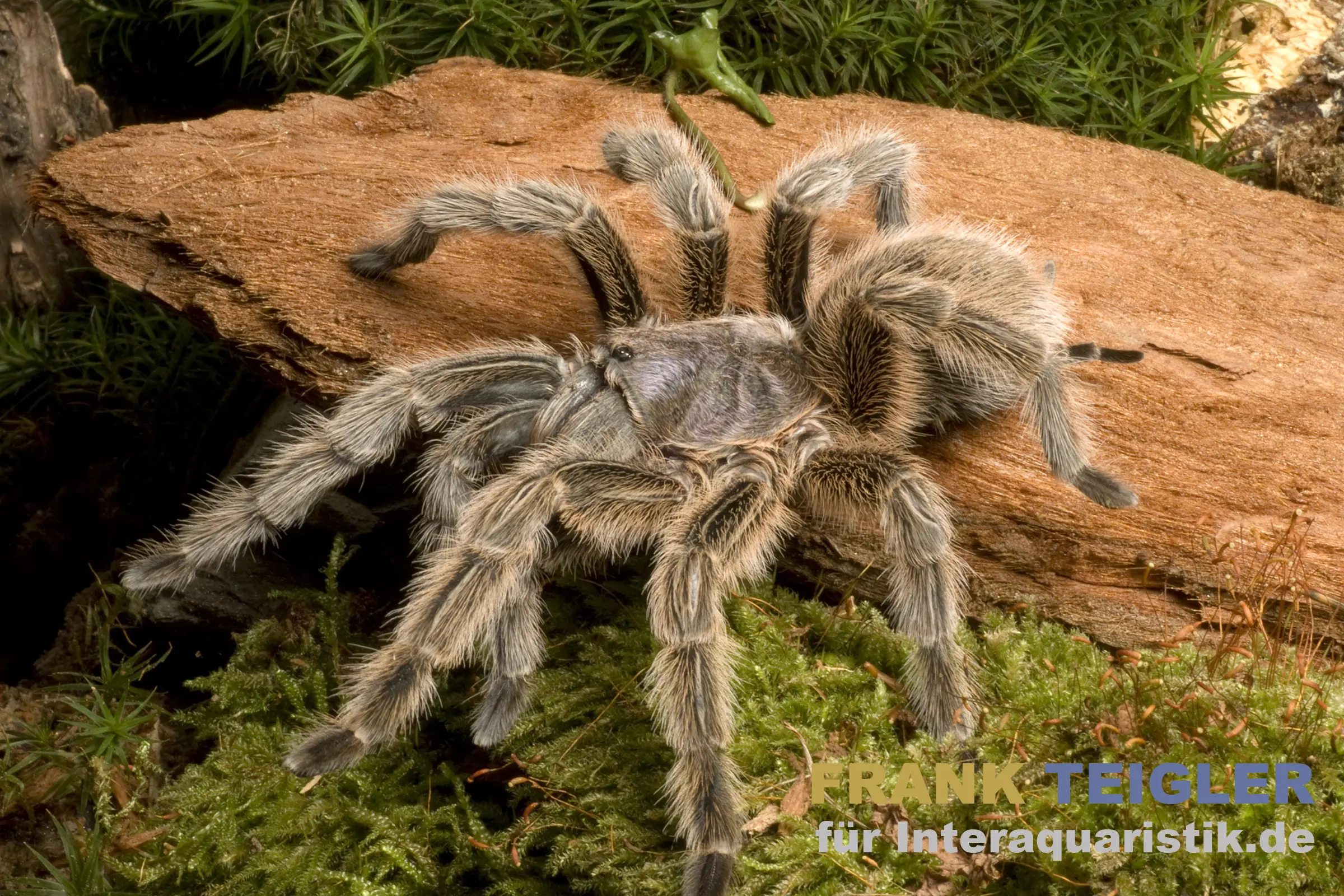 Mygale chilienne, Grammostola porteri