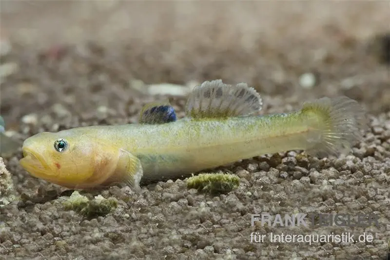 Gobie désertique australien GOLD, Chlamydogobius eremius GOLD