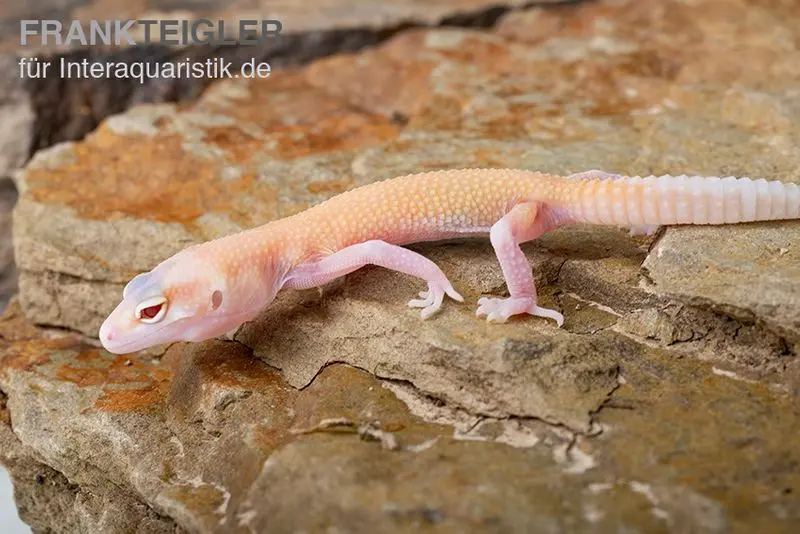 Gecko léopard, Eublepharis macularius, RAPTOR