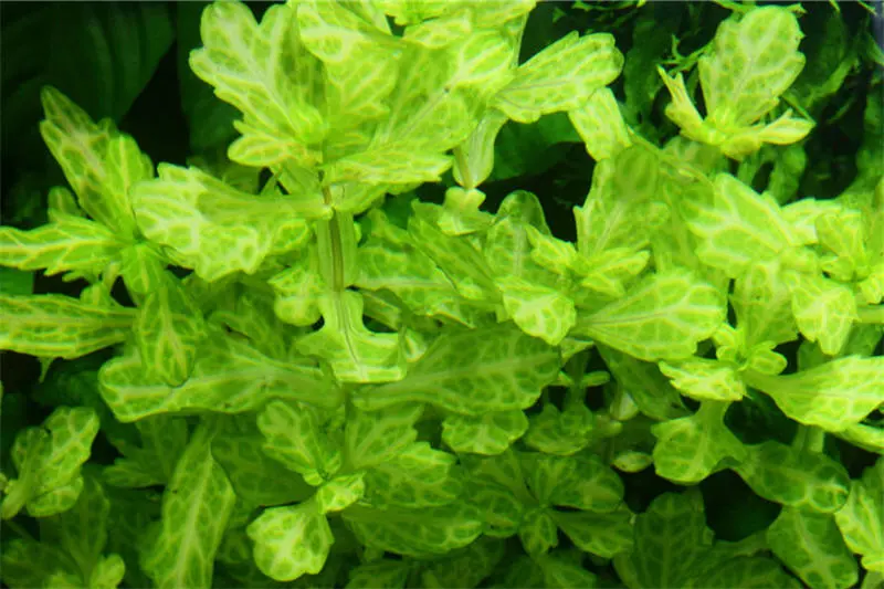 Feuille de chêne blanc-vert, Shinnersia rivularis variegatus, botte