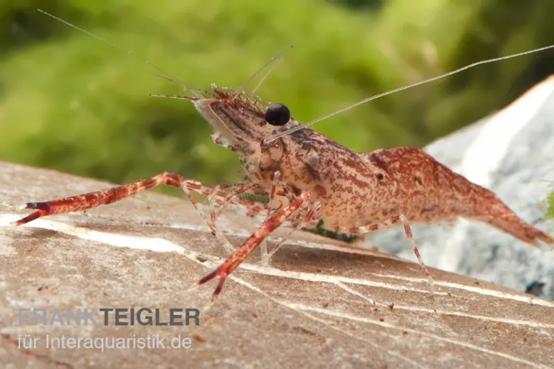Crevette-feuille de l’Amazone, Euryrhynchus amazoniensis