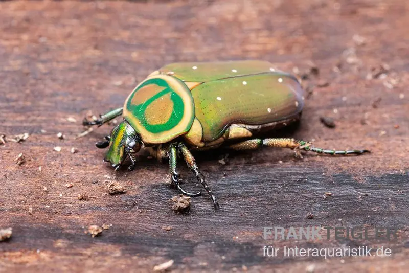 Mini cétoine verte, Amauroleucocelis lunata