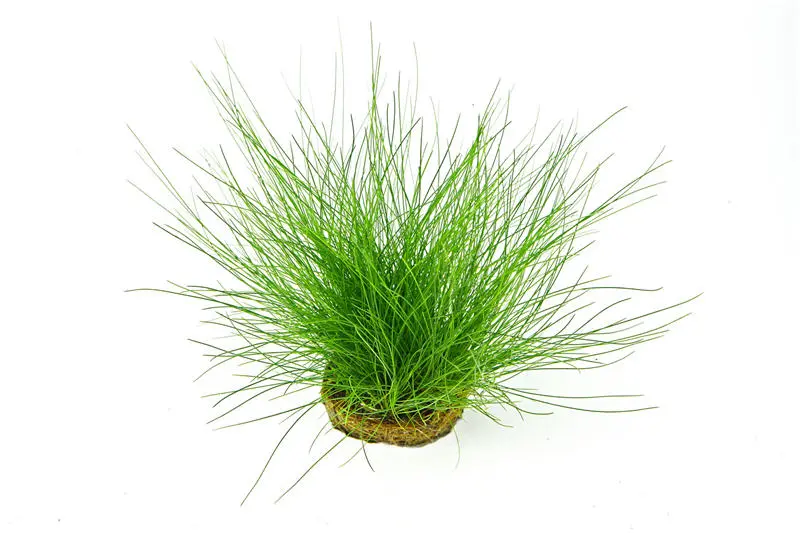Éléocharis aciculaire, Eleocharis acicularis sur pad/tapis, 9x9 cm